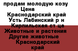 продам молодую козу › Цена ­ 4 000 - Краснодарский край, Усть-Лабинский р-н, Кирпильская ст-ца Животные и растения » Другие животные   . Краснодарский край